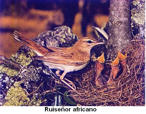 Ruiseñor africano.jpg